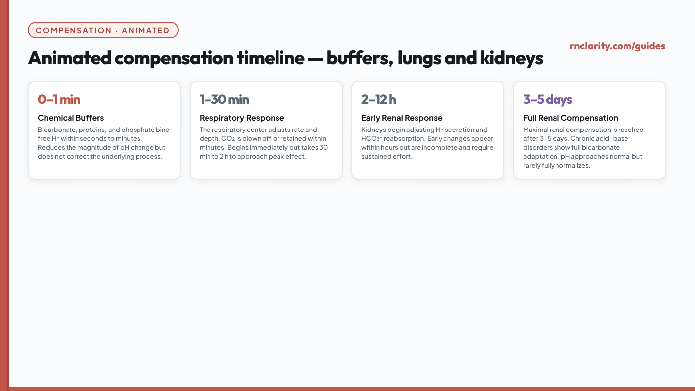 Animated timeline of respiratory and renal compensation. The respiratory system responds in minutes to hours (fast), while the renal system responds over 12-72+ hours (slow). The timeline shows how each compensatory mechanism progresses and the expected degree of pH correction at each phase.