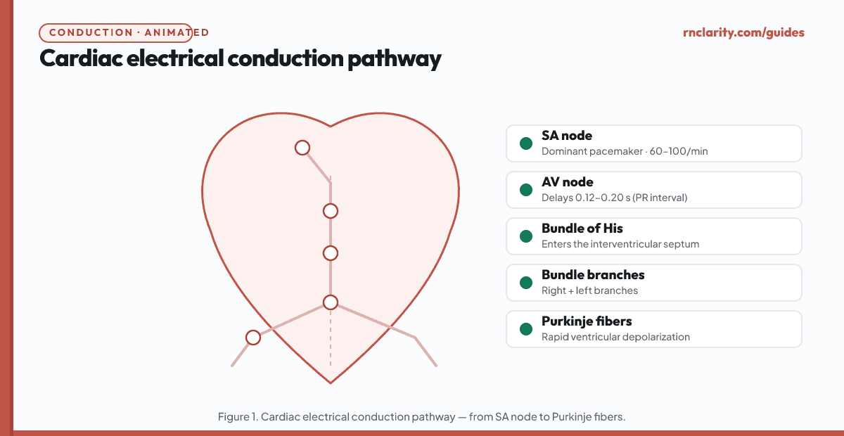 Animated diagram showing the cardiac electrical conduction pathway: SA node in the right atrium fires, impulse travels through internodal pathways to the AV node, delays at the AV node, then continues through the bundle of His, left and right bundle branches, and Purkinje fibers to the ventricular myocardium.